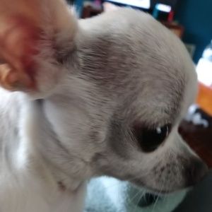 Meet your Posher, Constance